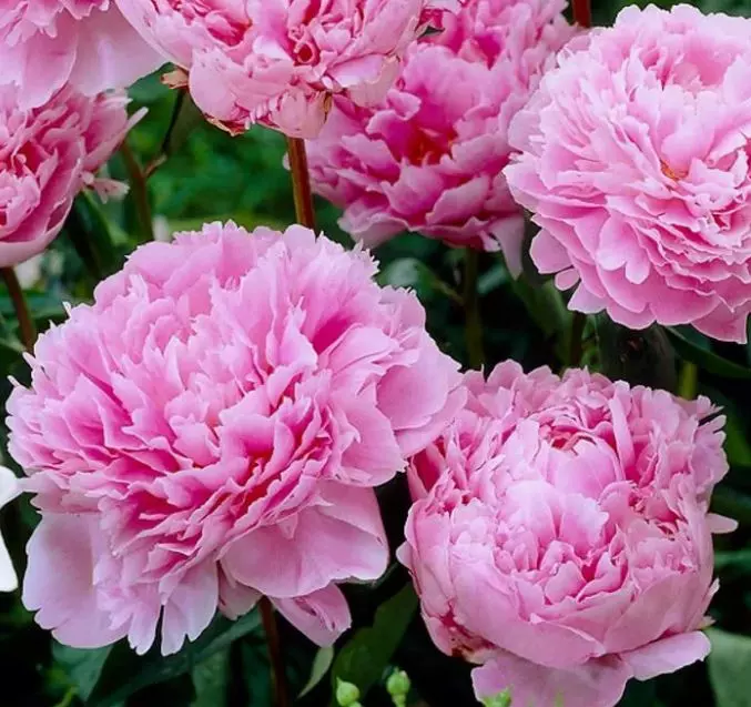 Корневище цветов Пион травянистый молочноцветковый Сара Бернар 2-3, 1 шт