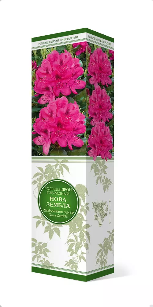 Саженец Рододендрон гибридный Нова Зембла в тубе, Поиск