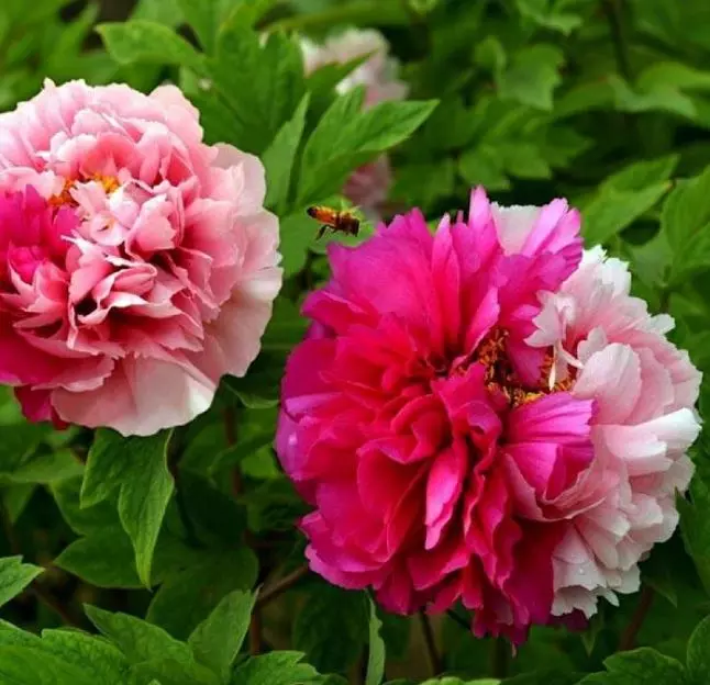 Саженец Пион древовидный Две Сестры (в тубе)