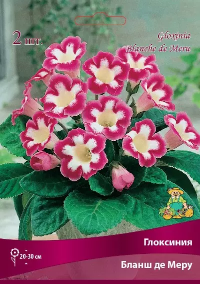 Луковицы цветов Глоксиния Бланш де Меру 5-6/К, 1 шт