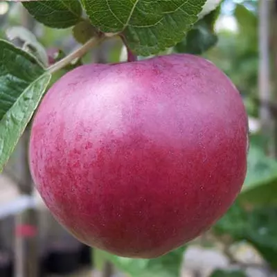 Саженец Яблоня Спартан зимний в сетке, Поиск