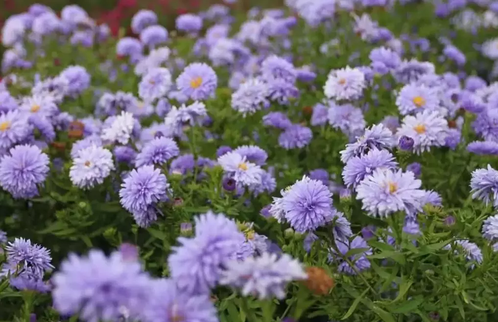 Корневище цветов Астра новобельгийская Мари Баллард (I; 1 шт)
