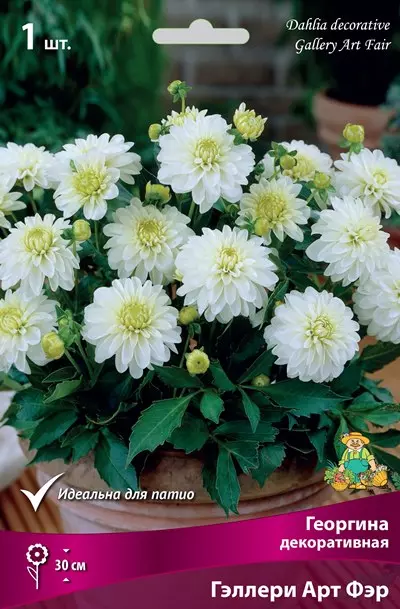 Клубни цветов Георгина декоративная Гэллери Арт Фэр (I; 1 шт)