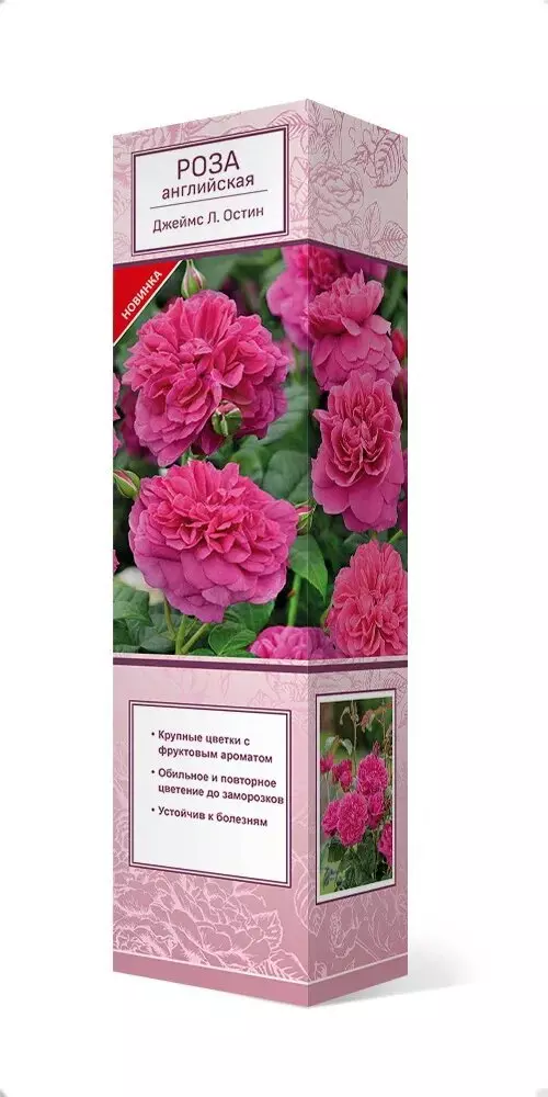Саженец Роза английская парковая Джеймс Л. Остиннасыщенный пурпурно-розовый