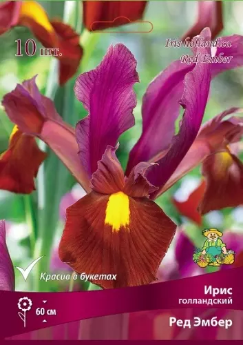 Луковицы цветов Ирис голландский Ред Эмбер 6-7/К, 10 шт