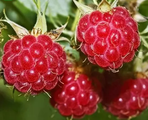 Саженец Малина ремонтантная Люкс Конёк-Горбунок , в тубе