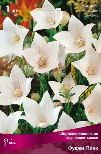 Корневище цветов Ширококолокольчик крупноцветковый Фуджи Пинк (I; 1шт)