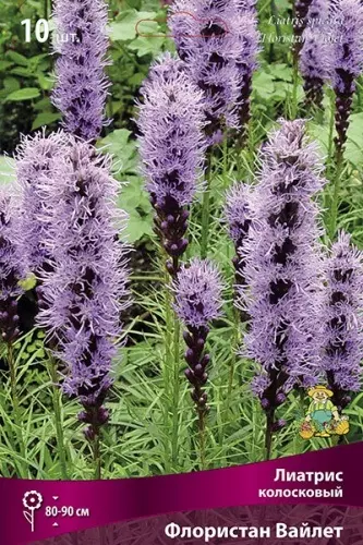 Луковицы цветов Лиатрис колосковый Флористан Вайлет 8/10, 10 шт