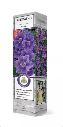 Саженец Клематис крупноцветковый Ашва (в тубе), Поиск