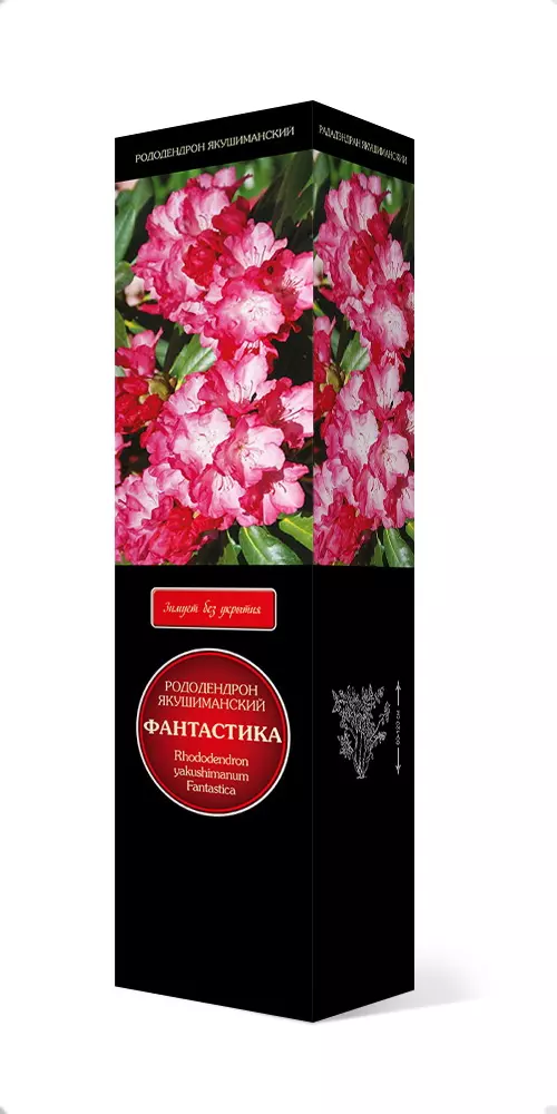 Саженец Рододендрон якушиманский Фантастика в тубе, Поиск