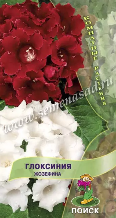 Семена цветов Глоксиния Жозефина. ПОИСК Ц/П 5 шт