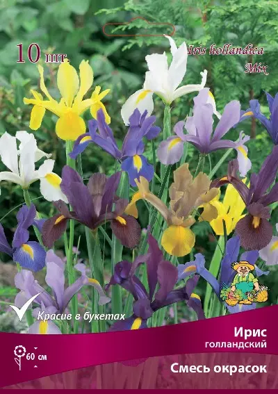 Корневище цветов Ирис голландский смесь окрасок 6-7/К, 10 шт