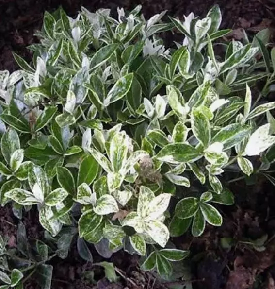 Саженец Бересклет японский Пьеролино в тубе, Поиск