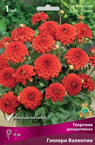 Клубни цветов Георгина декоративная Гэллери Валентин (I; 1 шт)