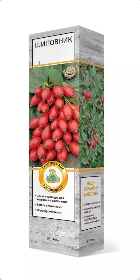 Саженец Шиповник плодовый Воронцовский 3, в тубе, Поиск