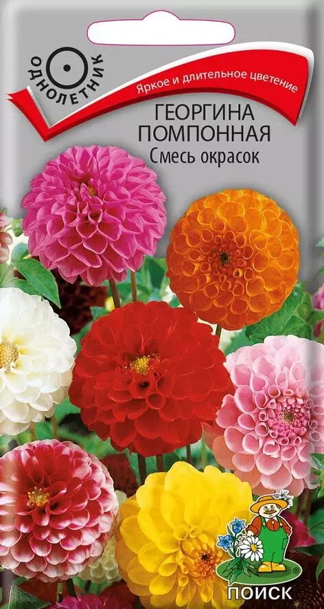 Семена цветов Георгина Помпонная 0.3г, смесь окрасок (Поиск)