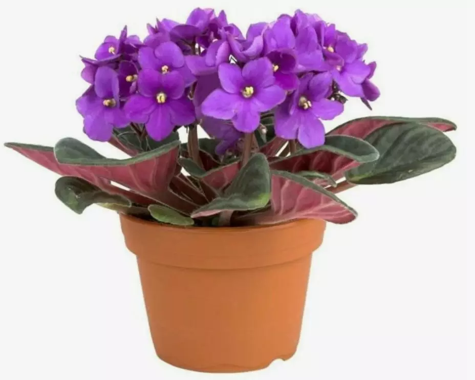 Комнатное растение Фиалка (d=12 см)