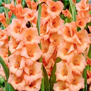 Луковицы цветов Гладиолус крупноцветковый Питер Пирс 10/12, 10 шт