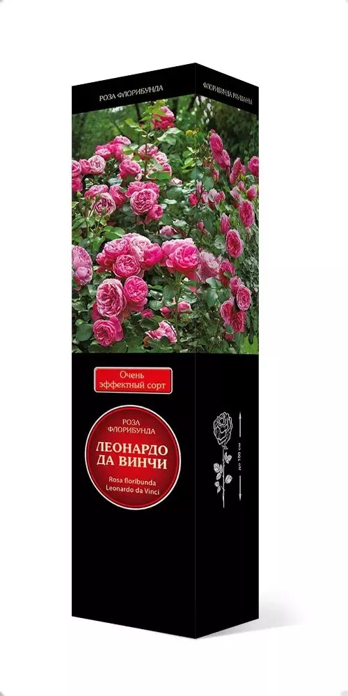 Саженец Роза Мейян флорибунда Леонардо да Винчи ярко-малиново-розовый, махровый