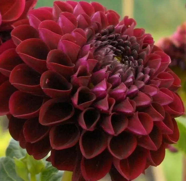 Клубни цветов Георгина декоративная Арабиан Найт (I; 1 шт)