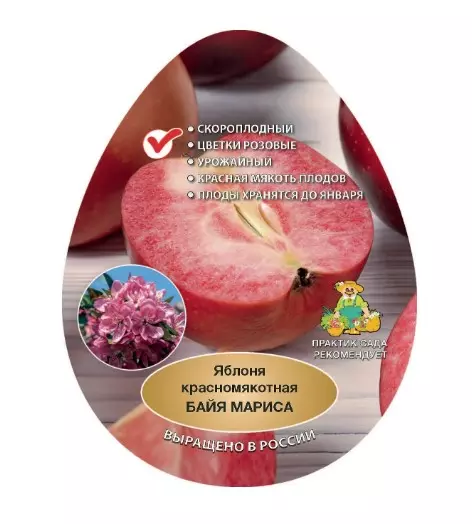 Саженец Яблоня красномякотная Байя Мариса осенний в сетке, Поиск
