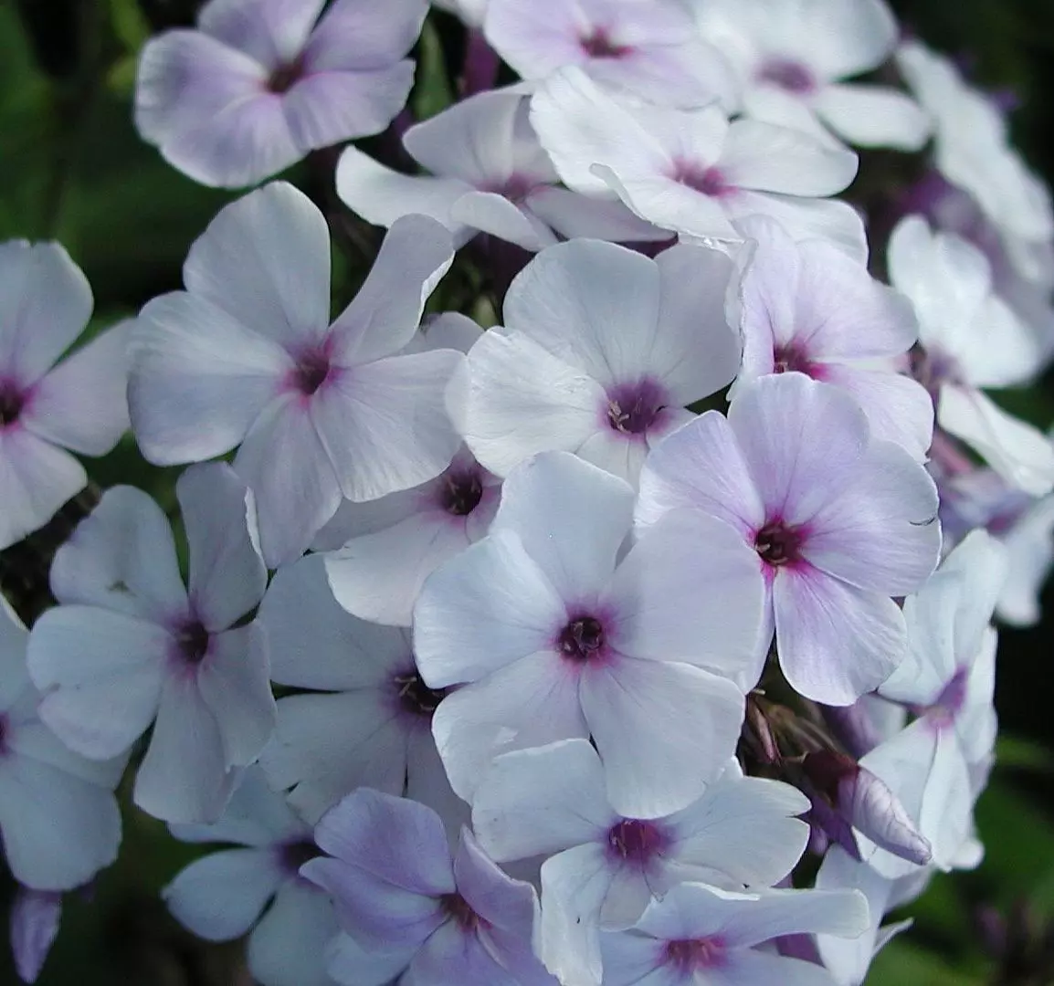 Корневище цветов Флокс метельчатый Блу Айс (I; 1 шт)