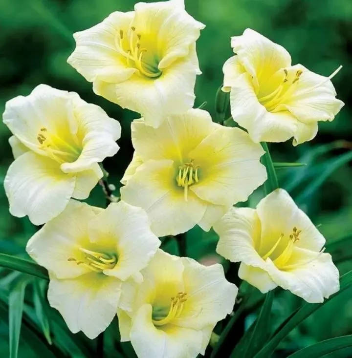 Корневище цветов Лилейник гибридный Лонгфилдз Перл (I; 1 шт)