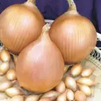 Лук -севок, сорт Стурон 0,5 кг (Россия), фракция 10/21