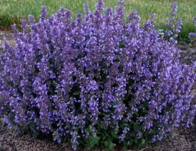 Корневище цветов Котовник Фассена Кит Кэт (I; 1 шт)