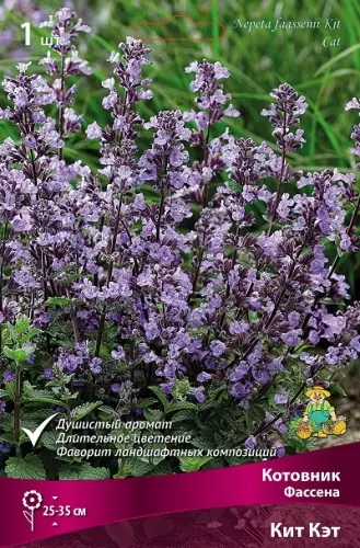 Корневище цветов Котовник Фассена Кит Кэт (I; 1 шт)