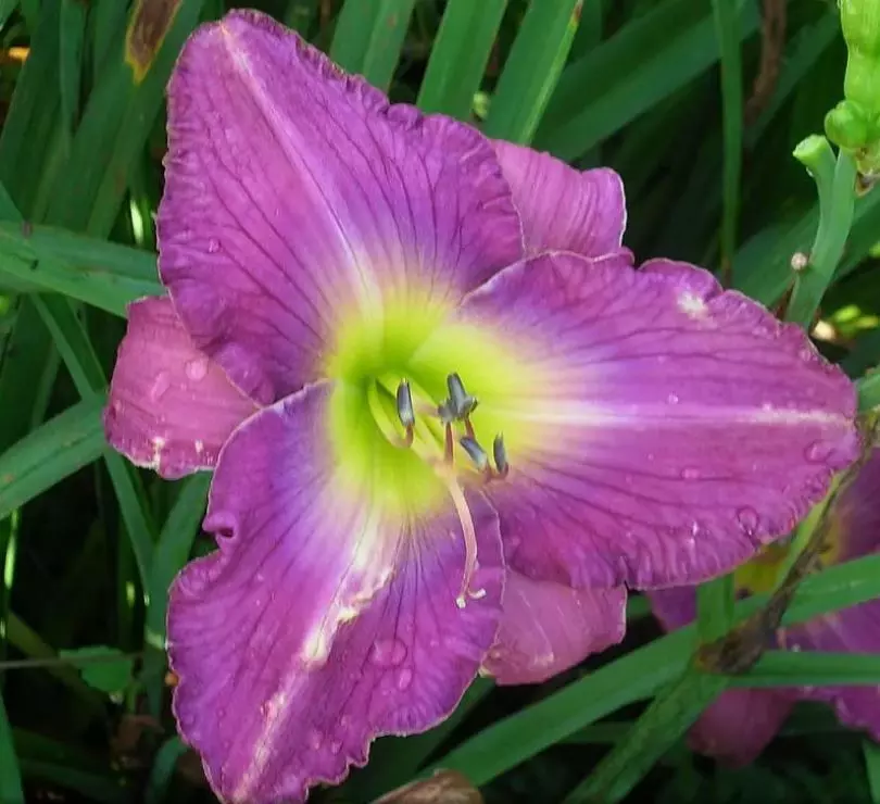 Корневище цветов Лилейник гибридный Анчатед Вотерс (I; 1 шт)