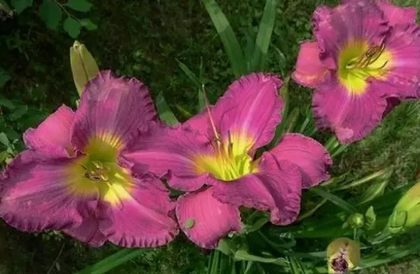 Корневище цветов Лилейник гибридный Анчатед Вотерс (I; 1 шт)