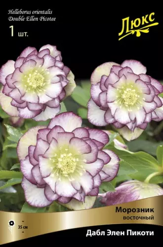 Корневище цветов Морозник восточный Дабл Элен Ред (I; 1шт)