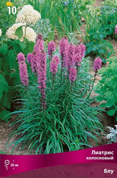 Луковицы цветов Лиатрис колосковый Блу 8/10, 10 шт