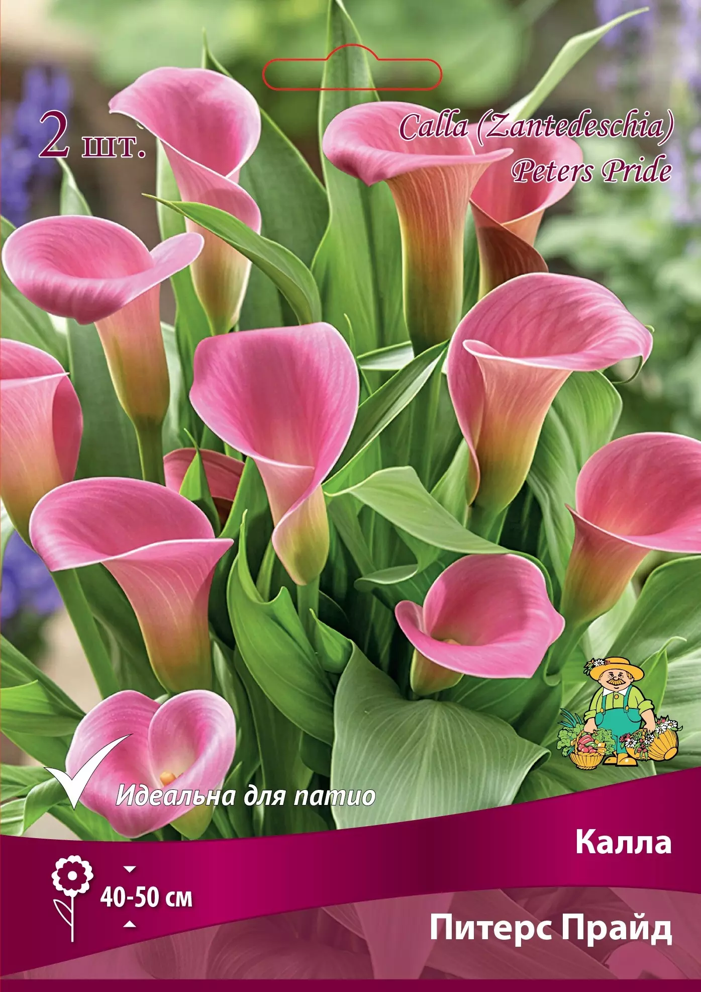 Луковицы цветов Калла Питерс Прайд 12/14, 2 шт