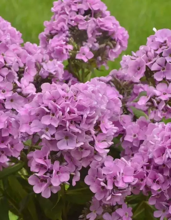 Корневище цветов Флокс метельчатый Зенобия (I; 1 шт)