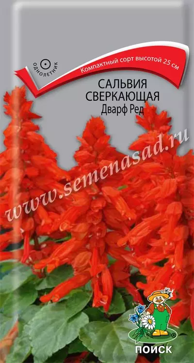 Семена цветов Сальвия сверкающая Дварф Ред, ПОИСК 0,1 г ц/п