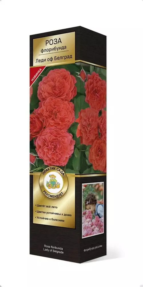 Роза флорибунда Люкс Леди оф Белградоранжевый — купить по выгодной цене в  интернет-магазине Колорлон