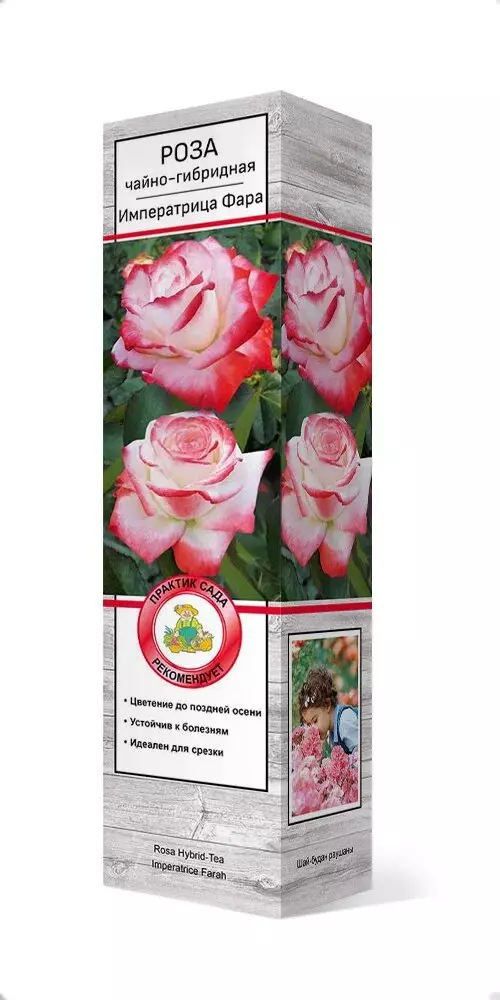 Роза чайно-гибридная Императрица Фара  белый с кармино-красными краями