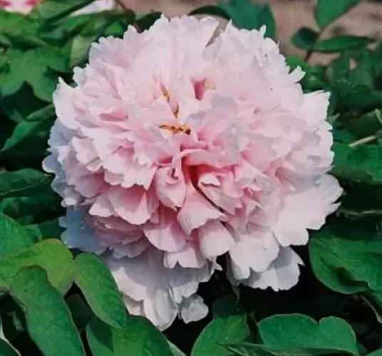 Саженец Пион древовидный Букет розовых гвоздик (в тубе)