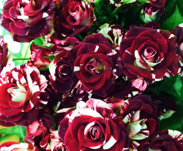 Саженец Роза Спрей (мини-роза) Флеш Найт (в тубе), Поиск