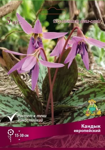 Клубни цветов Кандык европейский/К, 5 шт