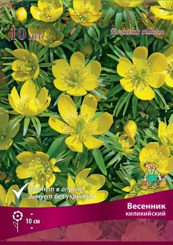 Корневище цветов Весенник киликийский (Эрантис)/К, 10 шт