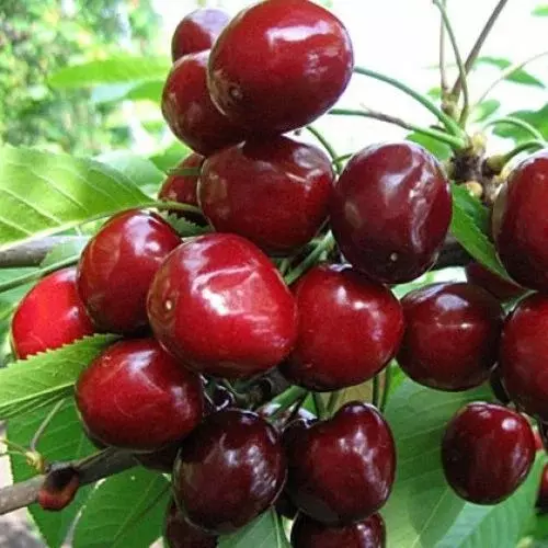 Саженец Черешня Лена поздний в тубе, Поиск