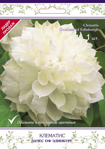 Саженец Клематис крупноцветковый Дачес оф Эдинбург/К