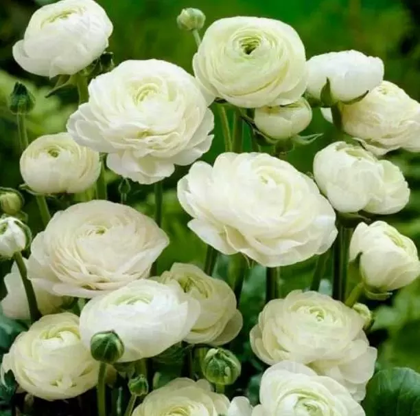 Клубни цветов Лютик азиатский Вайт 7/8, 10 шт