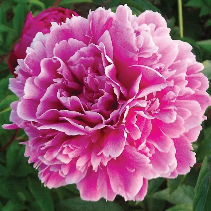 Корневище цветов Пион травянистый Пурпурная Феерия (в тубе)