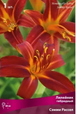Корневище цветов Лилейник гибридный Сэмми Расел (I; 1шт)