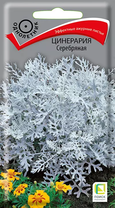 Семена цветов Цинерария серебряная 0,2гр(Поиск) цв