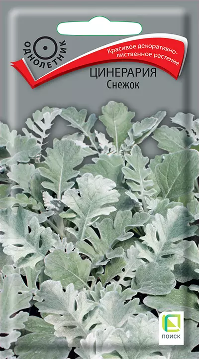 Семена цветов Цинерария Снежок 0.1 гр (Поиск)